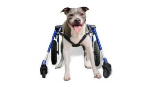Walkin’ Wheels® Full Support - Silla de ruedas de 4 apoyos