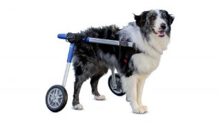 Walkin' Wheels® Trasero - Silla de ruedas trasera para perros